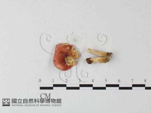 紅菇屬藏品圖，第1張