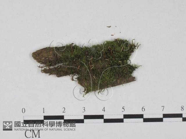 登錄號:F0021353藏品圖，第1張