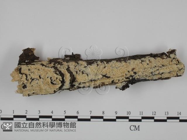 登錄號:F0001353藏品圖，第1張