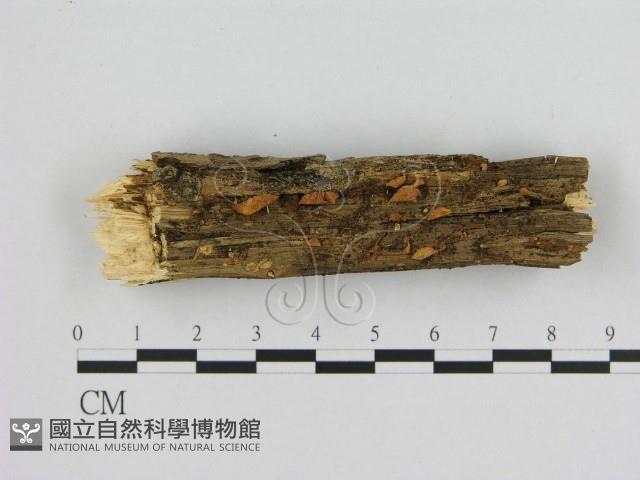 登錄號:F0011353藏品圖，第1張