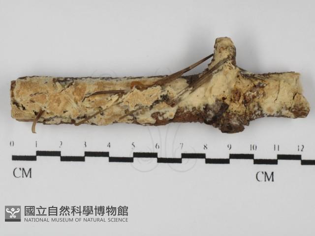 登錄號:F0031353藏品圖，第1張