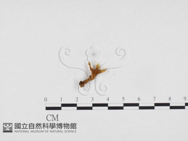 登錄號:F0024353藏品圖，第1張
