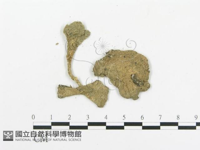 傘菌屬藏品圖，第1張