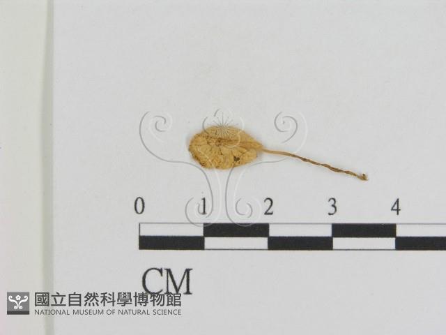 登錄號:F0014353藏品圖，第1張