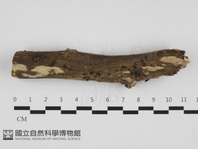 登錄號:F0032353藏品圖，第1張