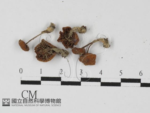 小菇屬藏品圖，第1張