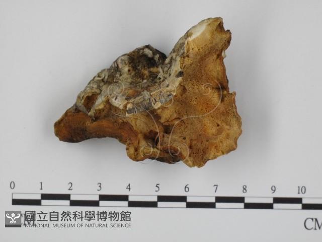 登錄號:F0007353藏品圖，第1張