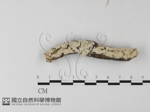 登錄號:F0025353藏品圖，第1張