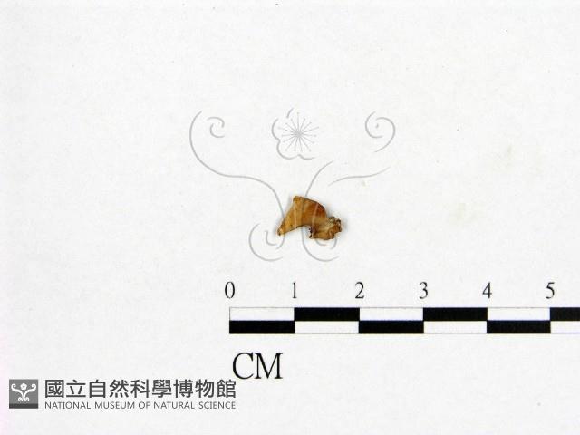 登錄號:F0009353藏品圖，第1張