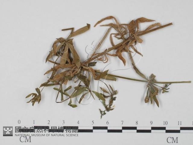 登錄號:F0019353藏品圖，第1張