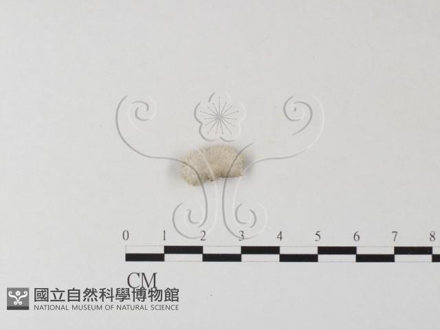 裂褶菌藏品圖，第1張