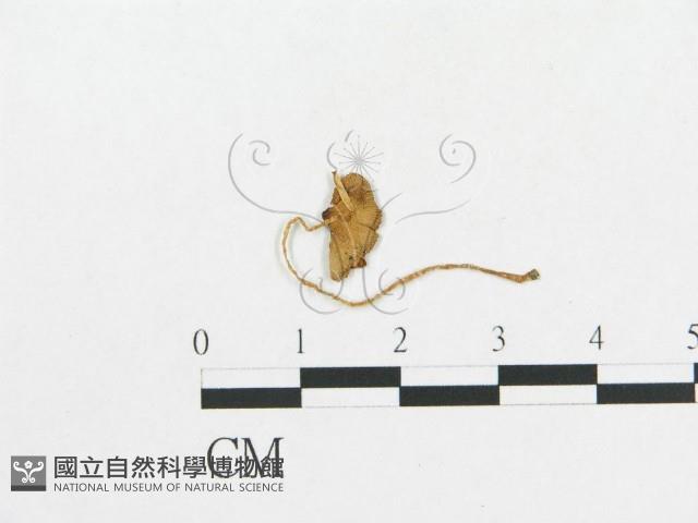 登錄號:F0003353藏品圖，第1張