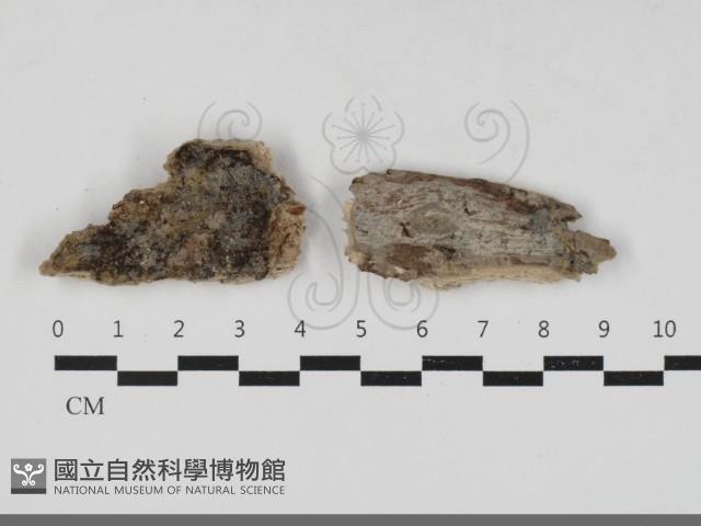 登錄號:F0033353藏品圖，第1張