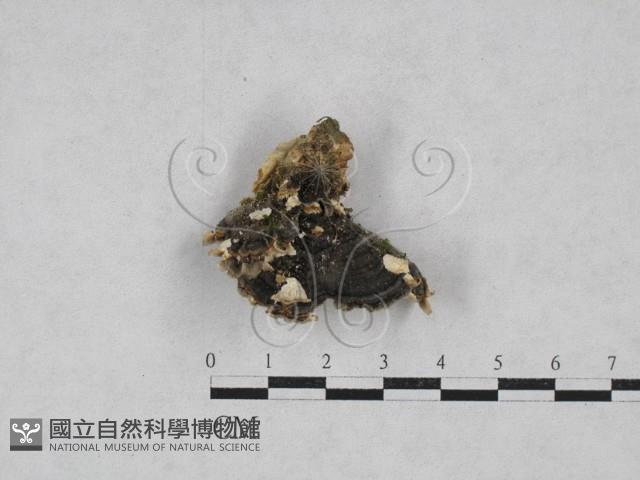 雲芝藏品圖，第1張