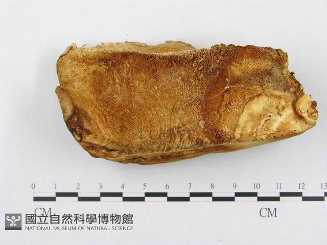 登錄號:F0008243藏品圖，第1張