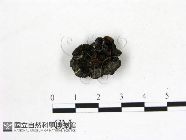 登錄號:F0020243藏品圖，第1張