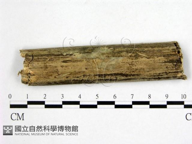 登錄號:F0000243藏品圖，第1張
