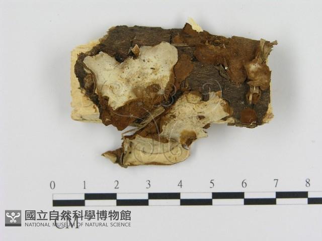登錄號:F0010243藏品圖，第1張