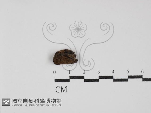 登錄號:F0030243藏品圖，第1張
