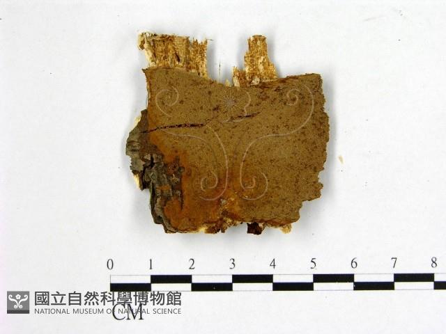 登錄號:F0006243藏品圖，第1張