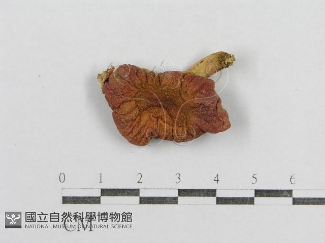 紅菇屬藏品圖，第1張