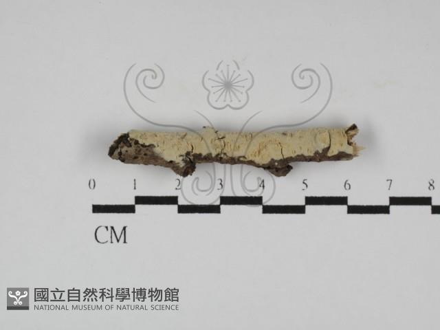 登錄號:F0031243藏品圖，第1張