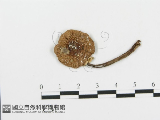 細鱗蘑菇藏品圖，第1張