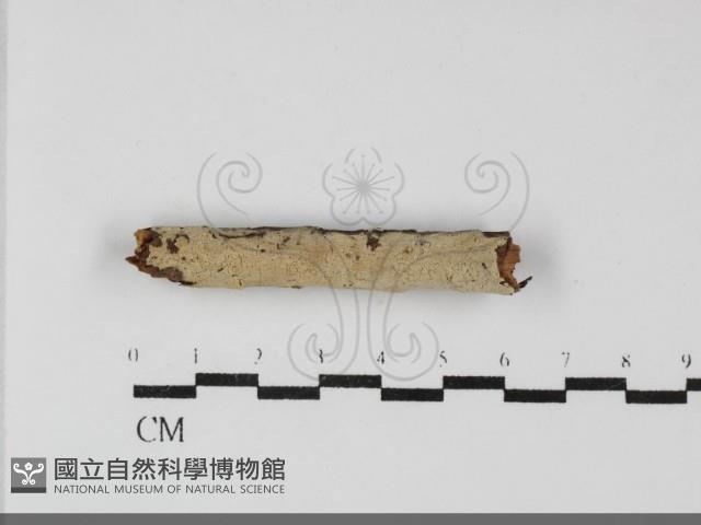 登錄號:F0032243藏品圖，第1張