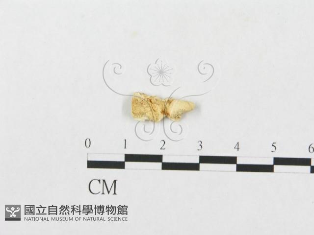 登錄號:F0007243藏品圖，第1張