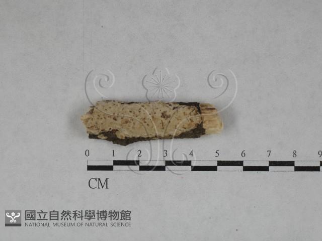 登錄號:F0025243藏品圖，第1張