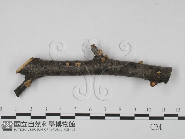 登錄號:F0015243藏品圖，第1張
