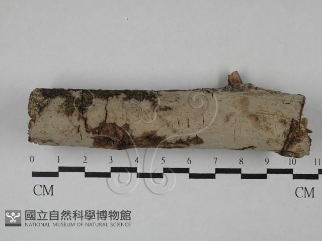 筍殼菌屬藏品圖，第1張