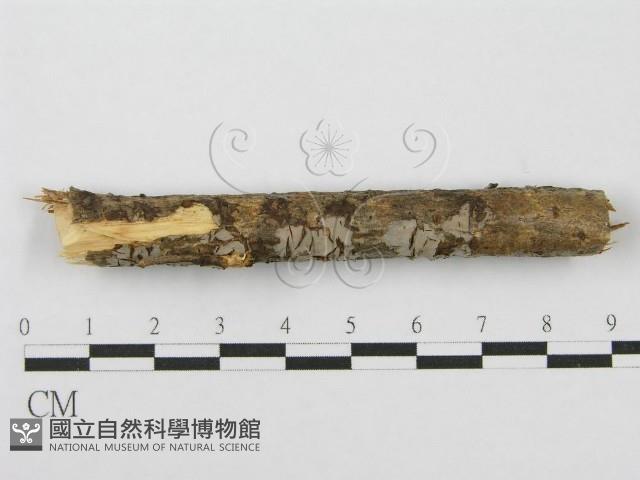 筍殼菌屬藏品圖，第1張