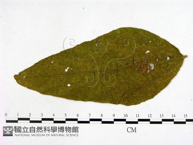 登錄號:F0019243藏品圖，第1張