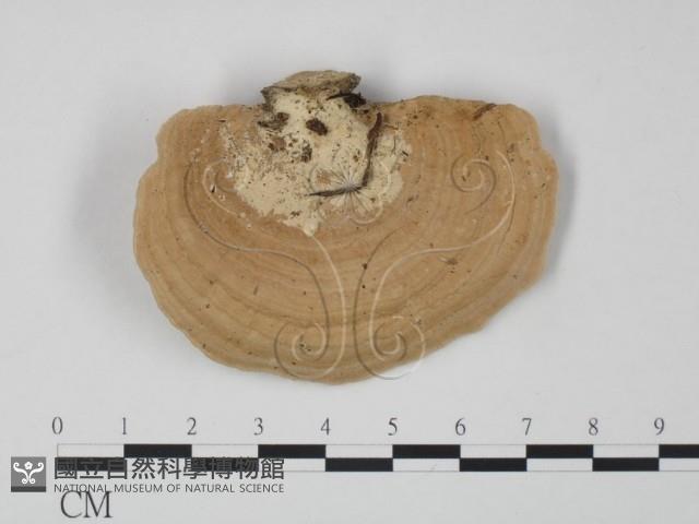 登錄號:F0013243藏品圖，第1張