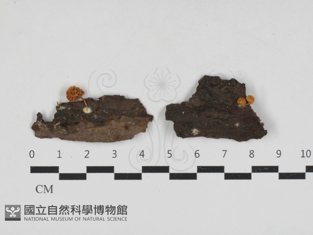 登錄號:F0033243藏品圖，第1張