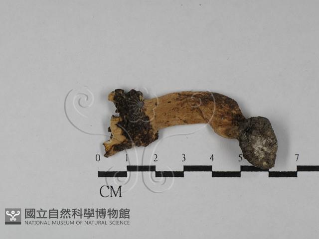 登錄號:F0028843藏品圖，第1張