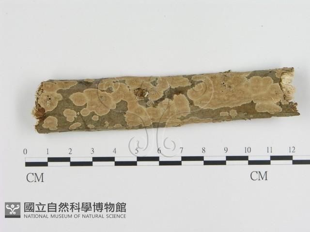 刺皮菌屬藏品圖，第1張