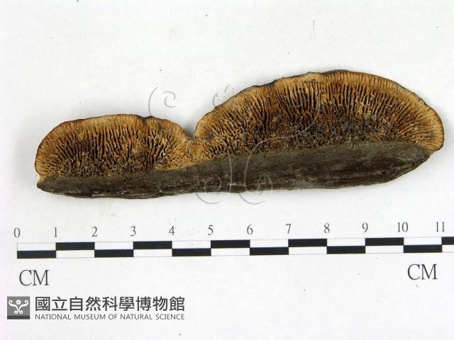 登錄號:F0018843藏品圖，第1張