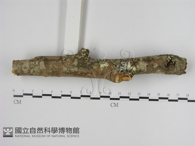 刺革菌屬藏品圖，第1張