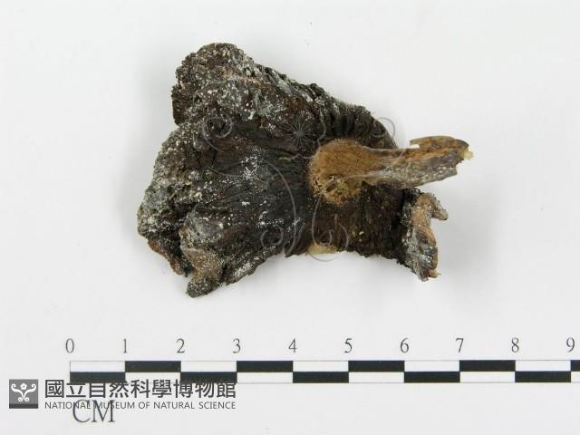 登錄號:F0010843藏品圖，第1張