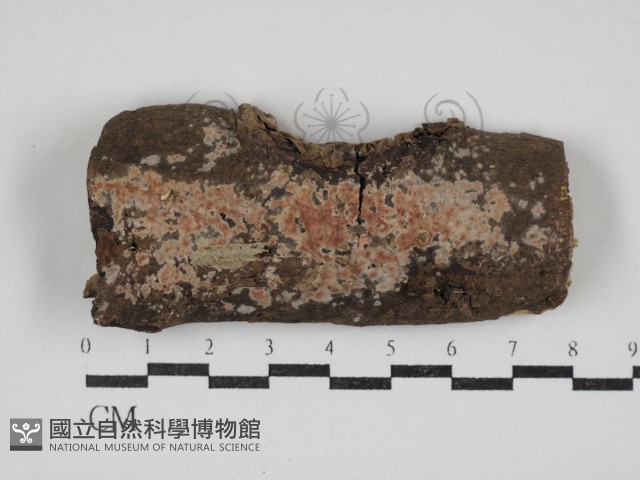 登錄號:F0030843藏品圖，第1張
