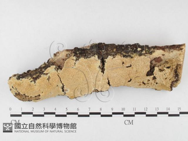 登錄號:F0026843藏品圖，第1張