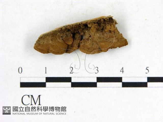 登錄號:F0006843藏品圖，第1張