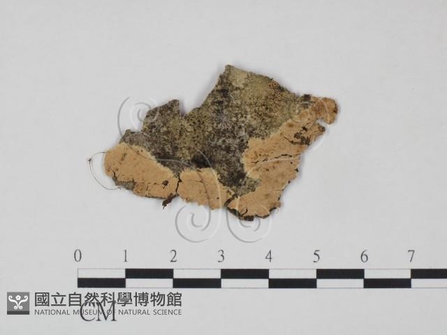 登錄號:F0016843藏品圖，第1張
