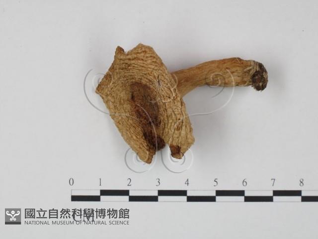 乳菇屬藏品圖，第1張
