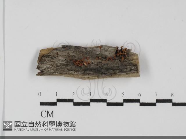 登錄號:F0031843藏品圖，第1張