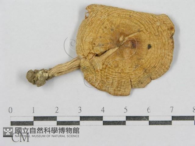 紅菇屬藏品圖，第1張