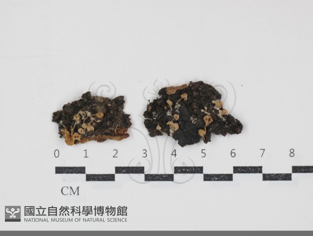 小菇屬藏品圖，第1張