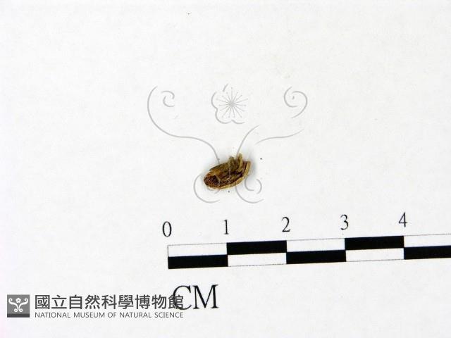 登錄號:F0022843藏品圖，第1張